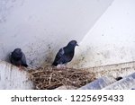 Pigeon Bird In Nest On Tile Roof