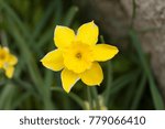 Small photo of Narcissu rupicola alone