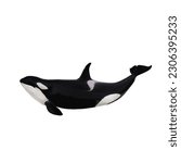Killer whale   orcinus orca ...
