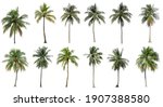 Small photo of Set of coconut and palm trees isolated on white background, Suitable for use in architectural design, Decoration work, Used with natural articles both on print and website.