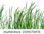 Long Green Grass And Reeds...