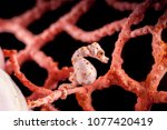 Small photo of Pregnant Hippocampus denise, also known as Denise's pygmy seahorse