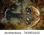 Homarus gammarus, known as the European lobster or common lobster