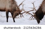 Small photo of Bull Elk (wapiti) in a locked antler tussle in the snow.