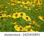 Small photo of Closeup swathe of Helenium, The Bishop, also known as Golden Sneezeweed