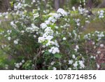 Small photo of White Viburnum Lil` Ditty Viburnum cassinoides Flower- According to a garden specialist, the beautiful white flowers bloom in the spring that are followed by masses of small round berries.