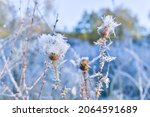 Frozen milk thistle bush in fluffy seeds in frost on the background of a frozen meadow and colorful autumn foliage. Background. Selective focus.
