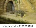  A Large Green Crocodile Is...