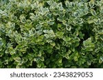 Small photo of Evergreen shrubs Euonymus fortunei. Wintercreeper euonymus. Spindle of fortune