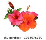Hibiscus Flower Or Chinese Rose ...