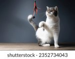 Small photo of Tabby white kitten is playing a toy made of chicken feathers on a gray background. Scottish fold cat bite toy isolate on blue background. Cute cat playing with toys in the studio.