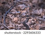 Small photo of A vibrant scene unfolds as a slender grass-snake slithers across a bed of brilliant yellow leaves. Its sinewy body moves gracefully, the scales shimmering in the sunlight.
