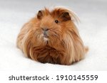 Long Haired Guinea Pig Portrait