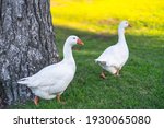 Pair Of White Geese Walking On...