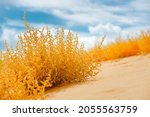 Small photo of Autumn blooming Saltwort plant on the beach and bright cloudy sky on background. Prickly glasswort or prickly saltwort, an anual coastal plant