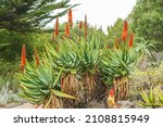 Mountain Aloe  Aloe Marlothii ...