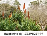 Mountain Aloe  Aloe Marlothii ...