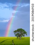 Small photo of Rainbow on blue Sky over Solitary tree in paddy Field in Vertical frame, beautiful nature Background concept