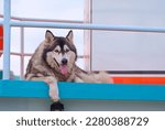 Pet Portrait of adorable Siberian Husky Looking at camera while Laying Down on the deck of boat at harbor in the evening