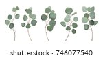 eucalyptus silver dollar... | Shutterstock .eps vector #746077540