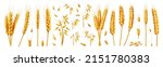Oats and wheat, rye and barley spikelets and stems. Vector 3d realistic set, cartoon bundle of cereal growing plant with dry texture and seeds. Agriculture and harvesting wholegrain product