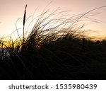 Silhouette Of Sea Grass Against ...