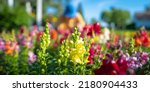 Small photo of Vibrant Snapdragon Snappy flower heads in the garden and a person sitting gardening in the blurred background.