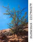 Small photo of Trees growing on the red rock formation along the Church Rock Trails in Red Rock Park in Gallup, McKinley County, New Mexico, USA