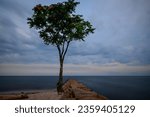 Tranquil seascape with a lone tree at Silver Sands State Park Wildlife Area on Long Island Sound Beach in Milford, Connecticut, USA