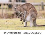 Mother Kangaroo With Her Joey.