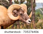 Portrait Of A Bighorn Sheep ...