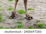 Toes of a bactrian camel