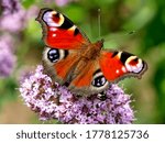 European Peacock Butterfly On...