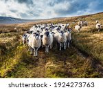 A Flock Of Swaledale Sheep On A ...