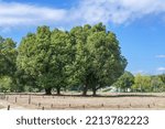 Small photo of Big tree with unique shape seen in the blue sky background at Osaka pref.