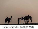 Small photo of Camel Ride, Camel Silhouette, Camel Ride Silhouette, Decorated camel Puskar Rajastan