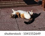 Small photo of A lying cat on tiles in the middle pavement. She do nothing.