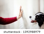 Dog paw and human hand are doing handshake