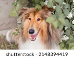 The Rough Collie Dog At Spring. ...