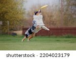 Small photo of Dog catching flying disk in jump, pet playing outdoors in a park. Sporting event, achievement in sport