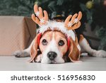 Cute dog with reindeer antlers on background of Christmas tree. Happy New Year, Christmas holidays and celebration. Beagle dog