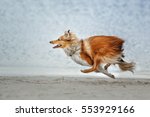 Dog Running Shetland Sheepdog