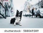 Border Collie Dog In The City