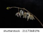 Withered Dead Orchid Flowers...