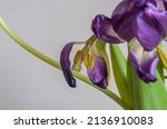 Withered Tulip Flowers With...