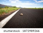 Ornate Box Turtle In The Road...
