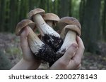 Beautiful boletus edulis in a hand.. Edible mushrooms  in the forest. Autumn mushrooming. Porcino growing at the forest. Hand holding penny buns.  Tasty healthy autumn vegetarian food. 
