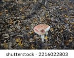 Small photo of Fly agaric mushroom. Amanita muscaria mushroom. Beautiful mushroom at the forest. Redcap fungi.