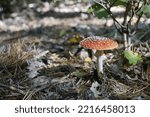 Small photo of Fly agaric mushroom. Amanita muscaria mushroom. Beautiful mushroom at the forest. Redcap fungi. Beautiful Fall nature. Autumn forest. Magic forest.