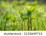 Small photo of Herb Paris, Paris quadrifolia during a lush springtime in boreal forest, Northern Europe. Green backround.